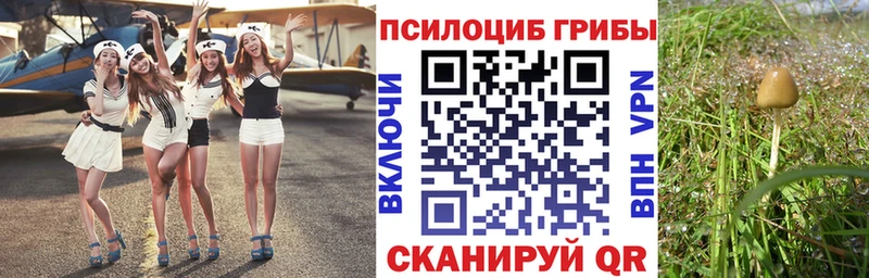 Купить  Скопин  Галлюциногенные грибы Psilocybe 